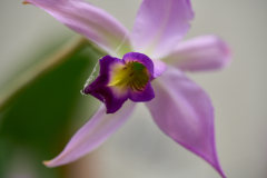 orchids2016_24