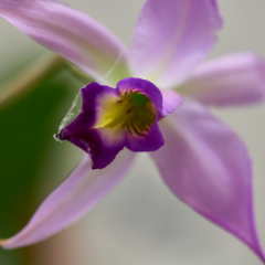orchids2016_24