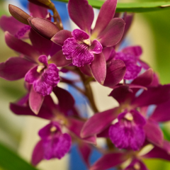 orchids2016_29
