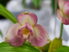 orchids2016_31