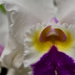 orchids2016_32