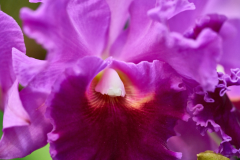 orchids2016_34