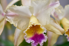 orchids2016_36