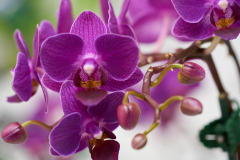 orchids2016_39