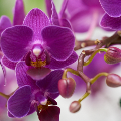 orchids2016_39