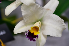 orchids2016_40