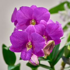 orchids2016_41