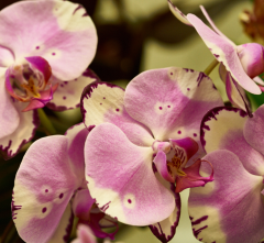 orchids2016_43