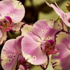 orchids2016_43