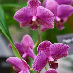 orchids2016_44