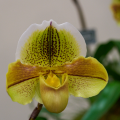 orchids2016_45