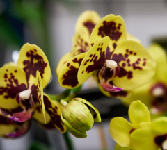 orchids2016_47
