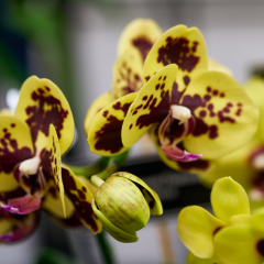 orchids2016_47
