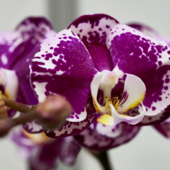 orchids2016_48