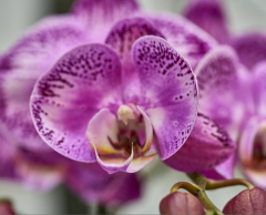 orchids2016_49