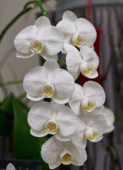 orchids2016_51