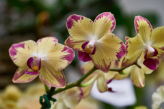 orchids2016_52