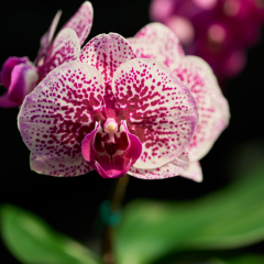 orchids2016_53