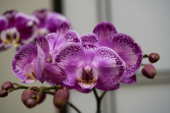 orchids2016_7