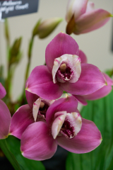 orchids2016_8