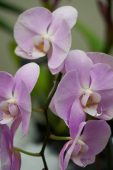 orchids2016_9