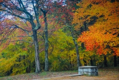 autumn1