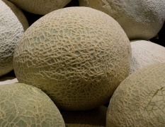 canteloupe