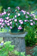 garden2