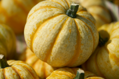images_14-web