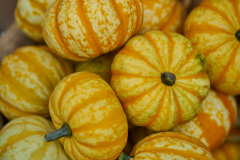 images_3-web