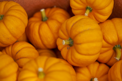 images_6-web